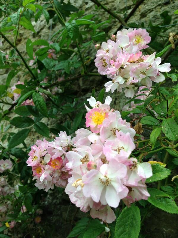 OuterspaceGc's tweet image. Three nymphs #greekmythology

2. &quot;Euphrosyne&quot;