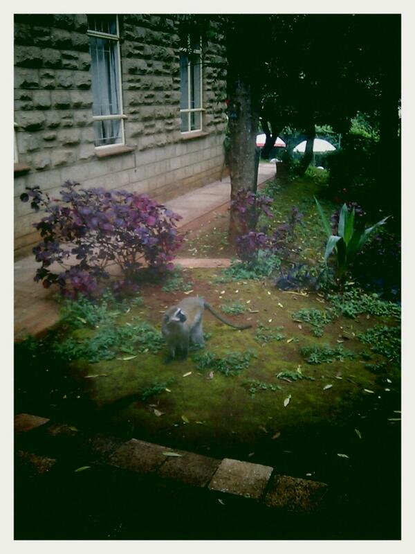 MatiQu's tweet photo. Front my desk this morning in Nairobi! http://t.co/uWUDtaHfk2
