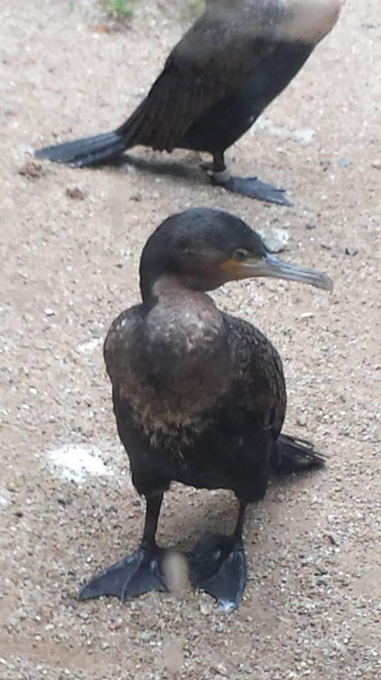 Renusane's tweet photo. birdie http://t.co/VyecEQhr07