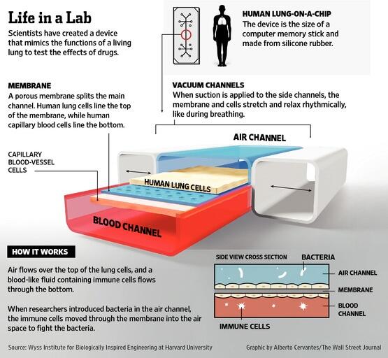 Organ on a chip. Testing drugs on a microchip.  Dan Ingber and Mike Shuler comments online.wsj.com/article/SB1000…