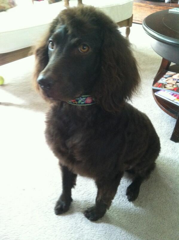 CocoDogSC's tweet photo. Here I am fresh from the groomer after my summer cut.  What do you think? #DogsLife http://t.co/fWC6kV2Lu9