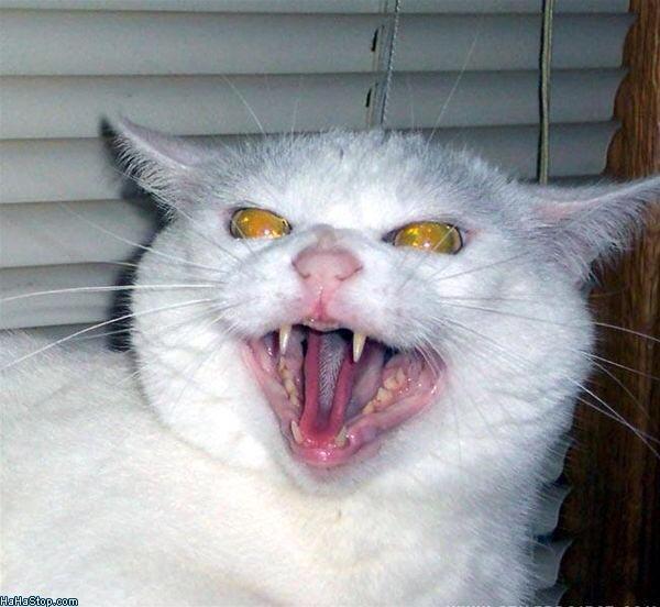 This is how sunshine makes me feel! #goth #sun #hate http://t.co/QZ67l0AMDV<a href="/tag/goth"class="tags">#goth</a><a href="/tag/sun"class="tags">#sun</a><a href="/tag/hate"class="tags"><span>#hate</span></a>