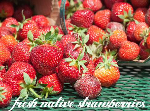 eaglefarms's tweet photo. Native Strawberries are in! Come in today for just picked berries! http://t.co/j3Hsw2mYJ8