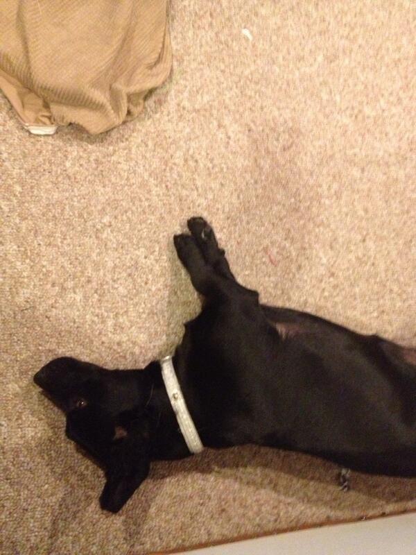 ManwaJDKC's tweet photo. Short legs! #lookatmyweiner http://t.co/ZrheGpzex0