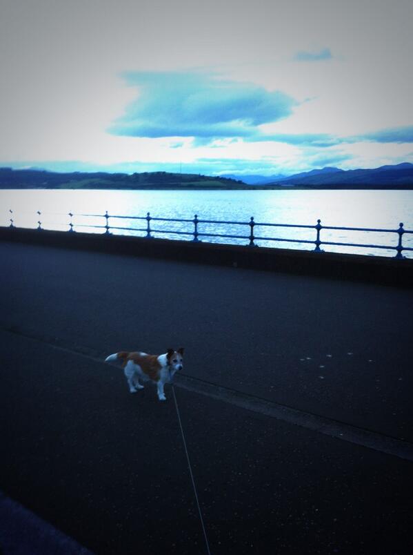 havent tweeted here in a wee while sorrry!! oh well currently out with the dog! love walking him at this time!