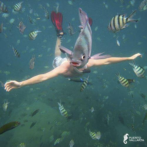 CarlosGuzmanPV's tweet photo. RT @PVvisit: ¡Este verano, todos van a querer salir en la foto! #PuertoVallarta #AmoPV http://t.co/3HzTCrT7vT http://t.co/7PVruobeJJ