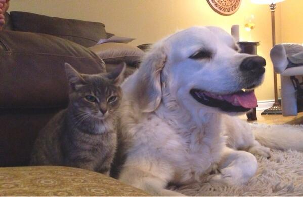 ReneeDemone's tweet image. Bffs already☺ #newkitty #fwiends