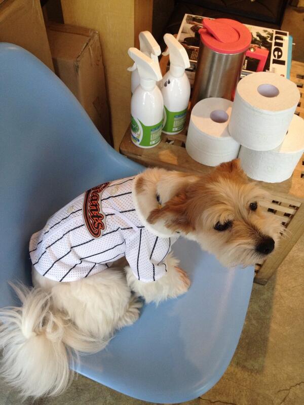 DOGFAFA's tweet image. 복댕이 개니폼 착용샷