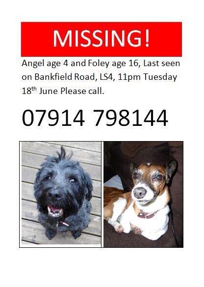 janeoddy's tweet photo. @Cameramal @OssettObserver  @lostfoundleeds @LostboxUK @IanWhiteNews @AlfieBeardie @LCH_Appeal please RT missing ls4 http://t.co/pnOugry4oP