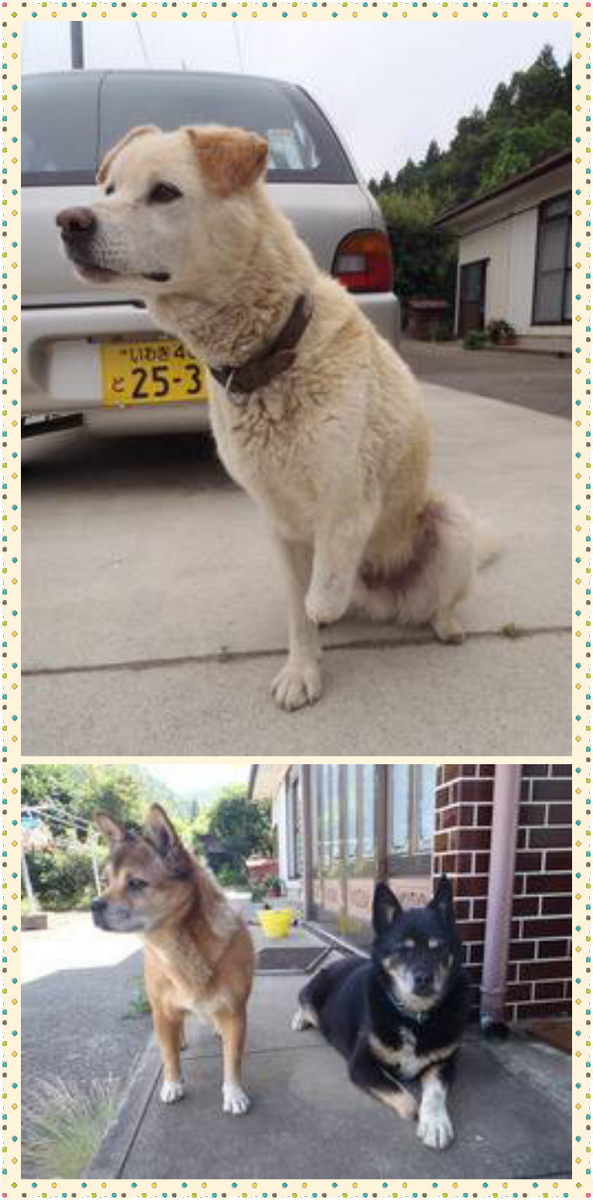 迷い犬 迷い猫の叫び Togetter 迷い犬 迷い猫の叫び Togetter