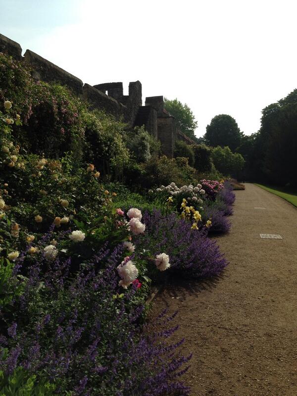 OuterspaceGc's tweet image. Now at its best!!
#horticulture #garden #gardening
#perrenial