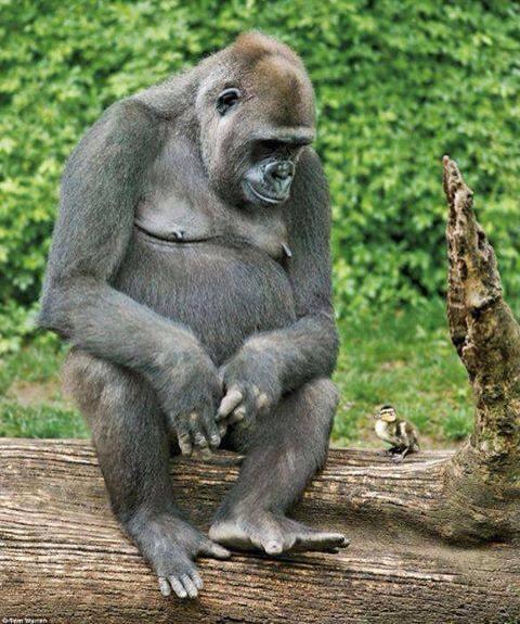 NaturPictures's tweet photo. Un amigo es un amigo, no importa el tamaño de la especie. http://t.co/tDV3tMXjCR