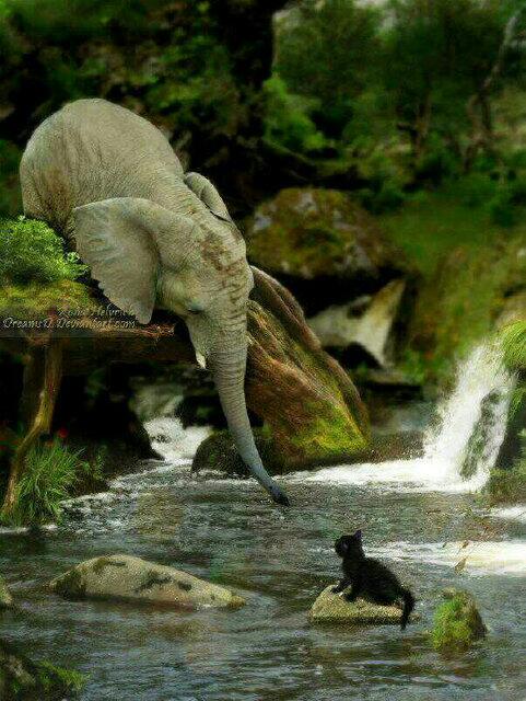 الفيله من بين الحيوانات هي الأكثر عاطفيه BNHJbKGCYAAmuWJ
