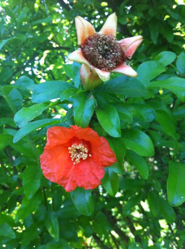 tessereonline's tweet photo. Melograno flower and soon  fruit ,#tessereonline.it http://t.co/Js9s4MZH6H