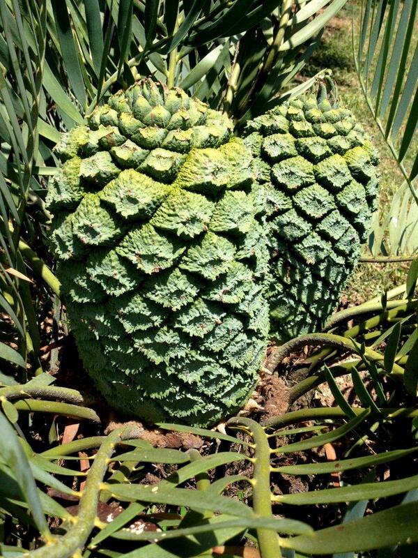 waytogrow's tweet photo. An example of our success cultivating #rare #cycad species - Encephalartos dolomiticus (female cone pictured) http://t.co/MN3fXLmtMT