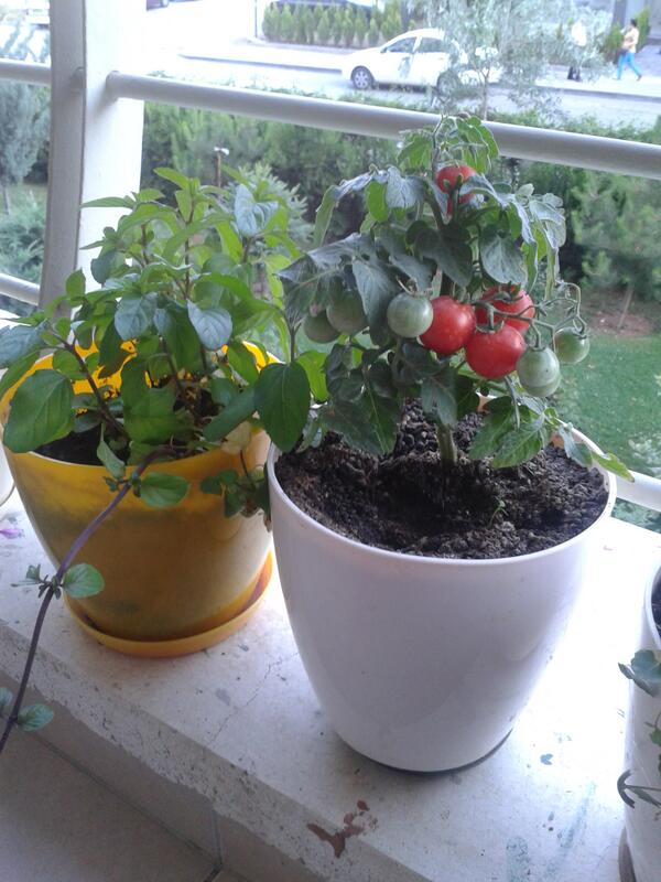 domateslerim bile kizardi bu hukumette hala bi renk yok :-)