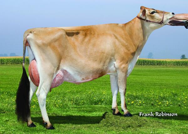 SelectSiresInc's tweet image. Another new #ECLIPES-P daughter photo: Ahlem Eclipes Caress 36942 (VG-85%) (William Ahlem Jr., CA)