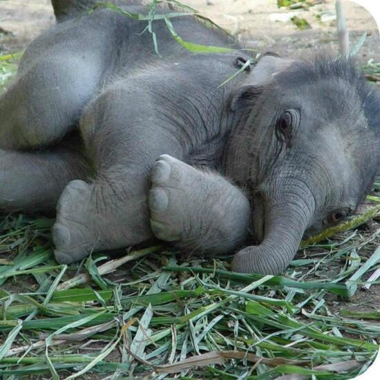 NaturPictures's tweet photo. Bebé elefante http://t.co/QCUYh5R0FI