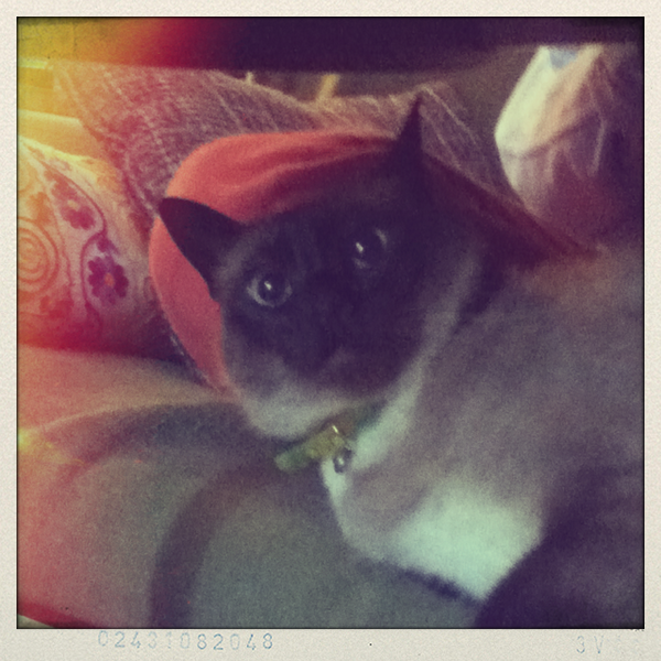 Peter_Gomez's tweet photo. Just posted a photo (via @camera_fx) http://t.co/3XGLsdKhHk