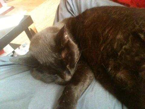 Life_of_Stumpy's tweet image. Napping on the male human's lap. #zzzzzz