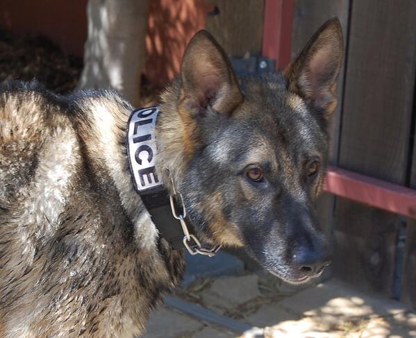 Introducing the newest K-9 member to the San Rafael Police Department. K-9 Faro !