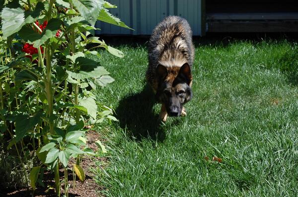 If you hear Faro's footsteps, then it's probably to late!