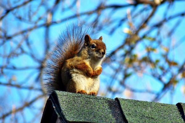 SEIA's tweet image. Why squirrels are nuts about #solar panels: seia.us/143LqYw via @csmonitor