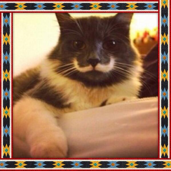 sunndance38's tweet photo. @addios_pateen 今日のYahooNewsでアスタラビスタニャンコが載ってましたε-(´∀｀; )♡かわいぃ♡ http://t.co/edQxjnFdbA