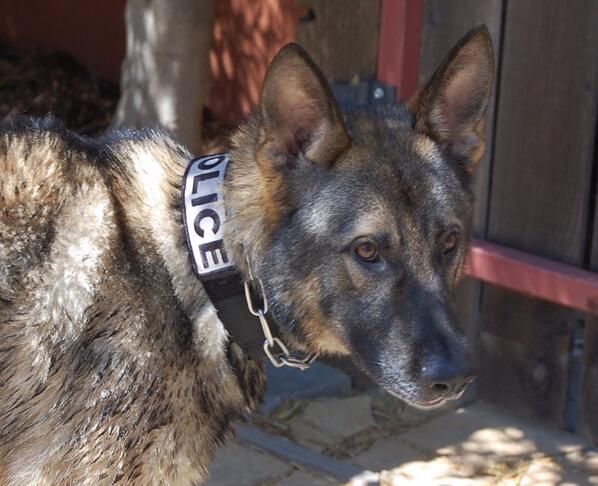 "Faro" enjoying his day off!  <a href="/srpolicek9/">San Rafael Police K9</a> <a href="/SanRafaelPolice/">San Rafael Police Department</a>