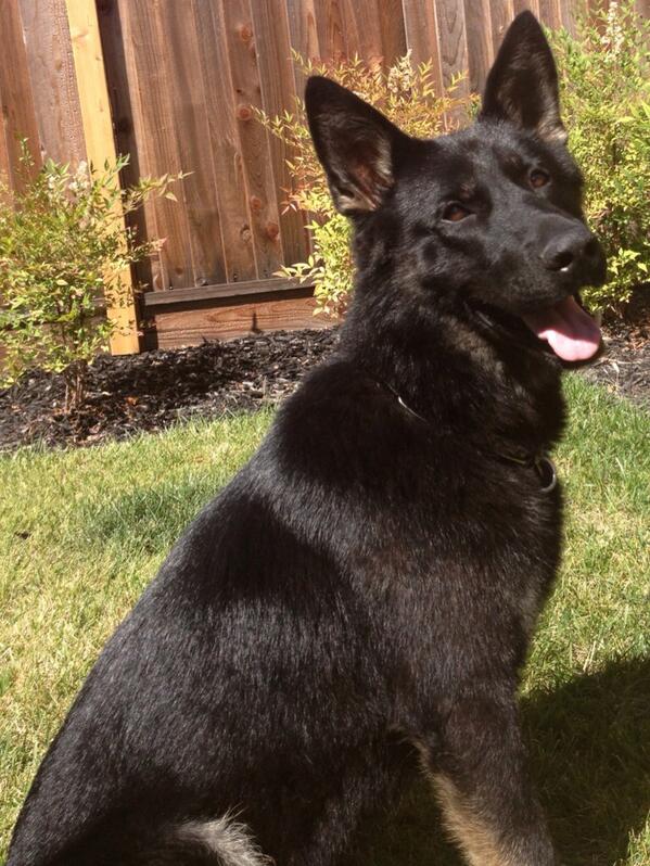 "Ares" enjoying his day off!  <a href="/srpolicek9/">San Rafael Police K9</a> <a href="/SanRafaelPolice/">San Rafael Police Department</a>