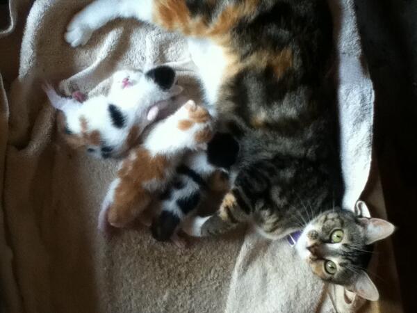 GabrielleNevaeh's tweet photo. The kittens❤ http://t.co/3y3lXoEMXb