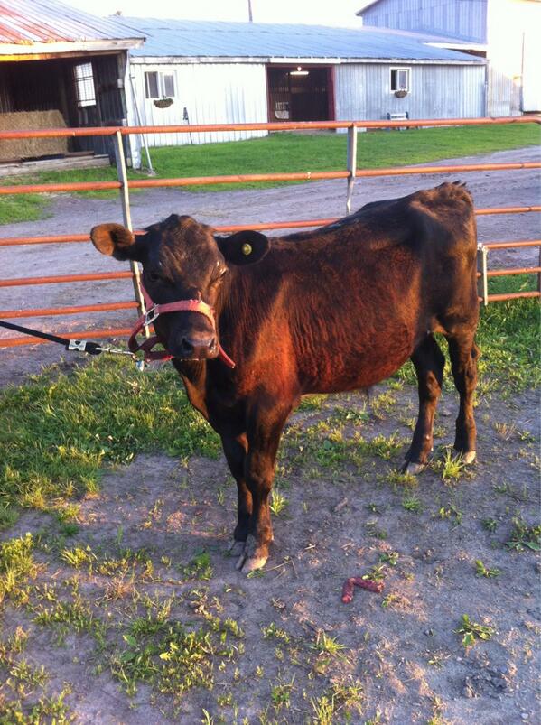 BUD3y's tweet photo. #theherdisgrowing #namedAngus #stubborn @HoneyGlazeDuchy @Mcfaddenbaling @SHIRLS_08 @shitty04  @begin2484 @Bakker44 http://t.co/fl1VLhV7jL