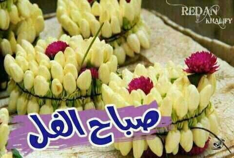 334Layal tweet picture