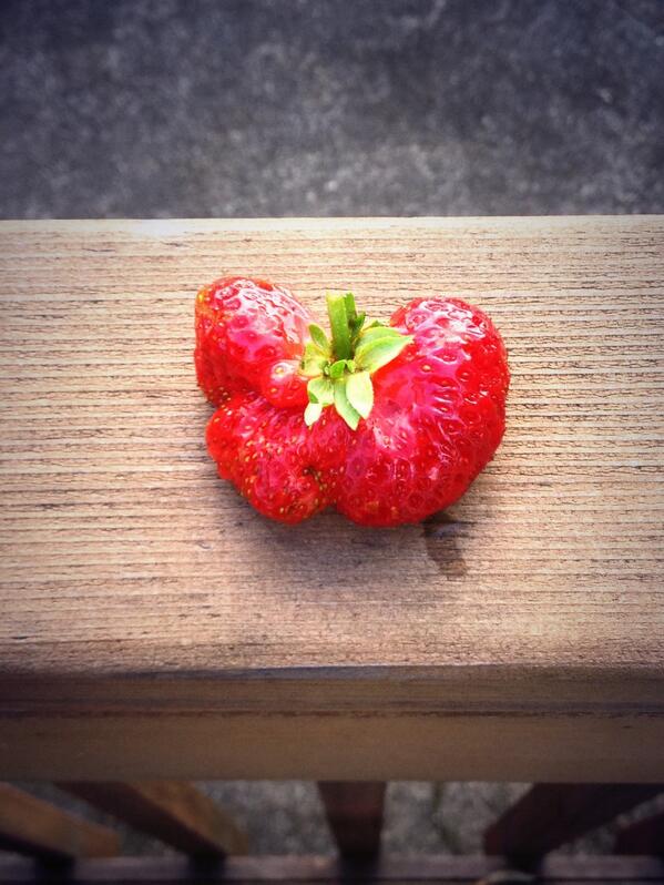 Evanderford's tweet photo. Picking strawberries from the back yard for a smoothie and found this one. http://t.co/mVXbvHFlBC
