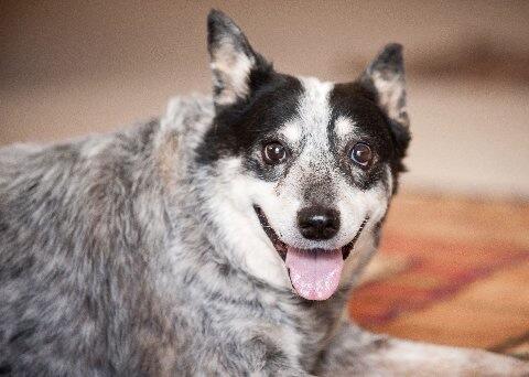 PALSINC's tweet image. In Memory of Crowbar #pets #PALS #petcremation #memorial #rainbowbridge