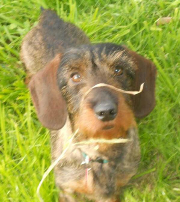 Teckels Sdf Teckelssdf Twitter