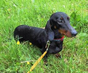 Teckels Sdf Teckelssdf Twitter