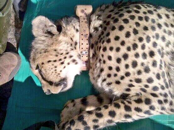 MongenaLodge's tweet photo. Male cheetah that was darted on Tuesday http://t.co/NTrcQLsIjc