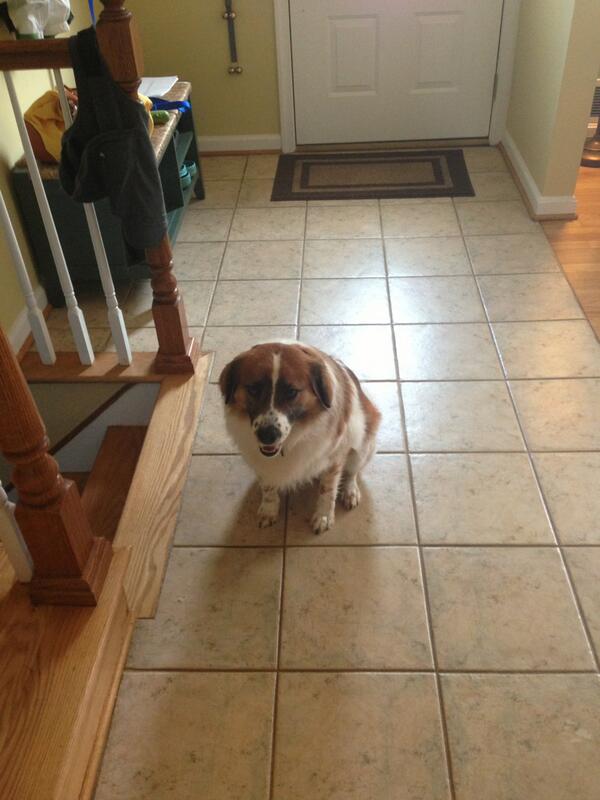 jeffasilver's tweet photo. #jacksonthedog is ready for work. #rescuedog #dogintheoffice #dadsassistant http://t.co/xyLStipSnm