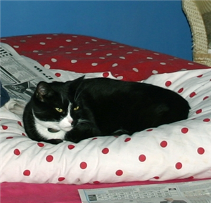 CP_hillingdon's tweet photo. Sox (brother of Rex) The lads are very loving and lively and must be re-homed together http://t.co/Yz8nAUEtix