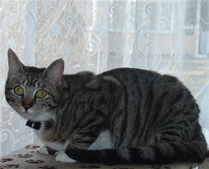 CP_hillingdon's tweet photo. Rex (brother of Sox) The lads are very loving and lively and must be re-homed together. http://t.co/b82OlQgTYc
