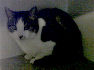 CP_hillingdon's tweet photo. Angie is around 9 years old and gets on very well with her fosterer but is sometimes shy around strangers http://t.co/MJMya0jgYh