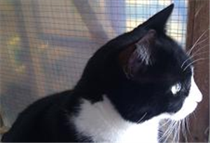 CP_hillingdon's tweet photo. Jack is to be homed as a pair with sister Mabel http://t.co/gs9ktOZqxv