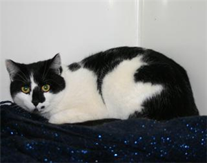 CP_hillingdon's tweet photo. Bilbo is very friendly around people he knows and gets on with other cats but is shy around strangers http://t.co/v1XiLkz99f