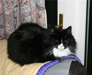 CP_hillingdon's tweet photo. Pippy is 6 years old, she is a little temperamental and needs a very experienced owner http://t.co/w0Aqw6Az5I