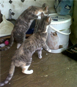 CP_hillingdon's tweet photo. Jenni would like to be rehomed with her sister, Maggie. She is very active and loves to play http://t.co/rlvtBzFtSX