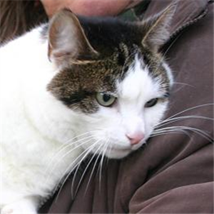CP_hillingdon's tweet photo. Betsy is over 10 years old and loves peace and quiet. http://t.co/e9N3vB2gl0