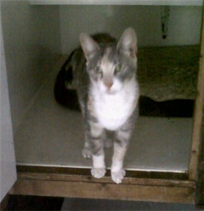 CP_hillingdon's tweet photo. Maggie would like to be rehomed with her sister, Jenni. She is also very active and loves to play http://t.co/NOe84eRCyy