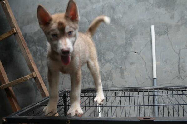 Anang Ardiyanto On Twitter Jual Anjing Husky Coklat Umur 7 Bulan