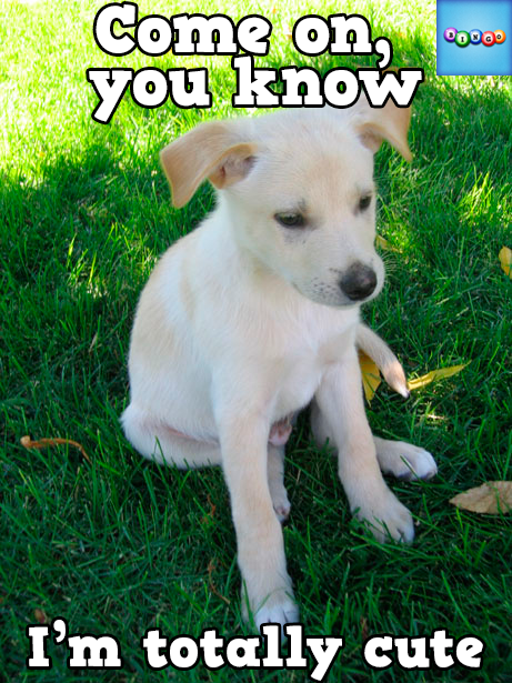staion2's tweet photo. Play Bingo with Friends! #ilovebingo #BingoRun http://t.co/XeP06zyb2M http://t.co/2URRQ4y0Rh